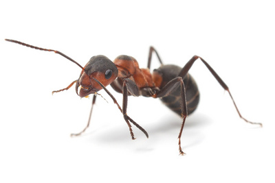 Ameisenbekämpfung, Ameise