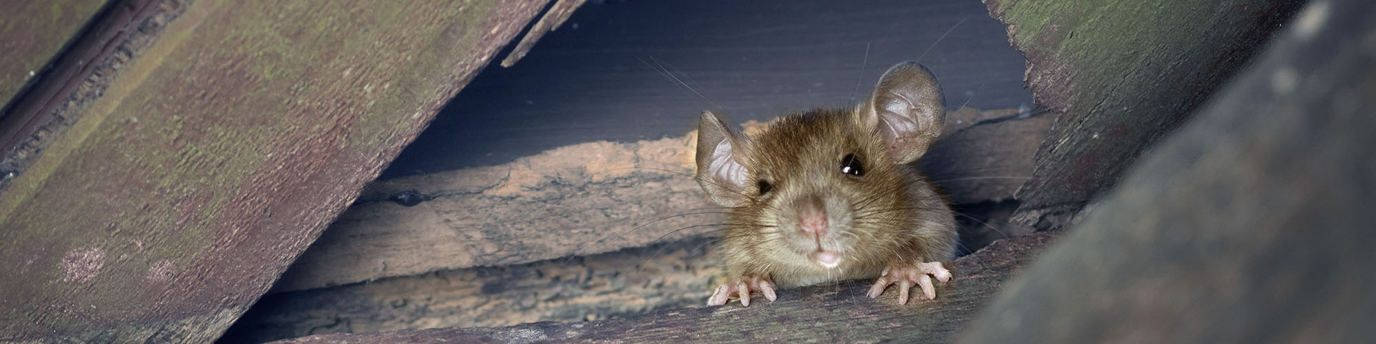 Nagerbekämpfung, Mäuse, Ratten